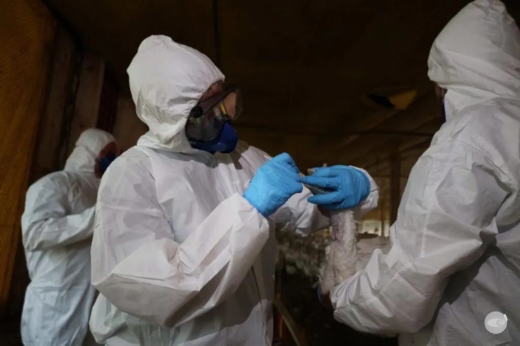 Governo de SC intensifica vigilância sanitária após foco de Newcastle em Nova Itaberaba