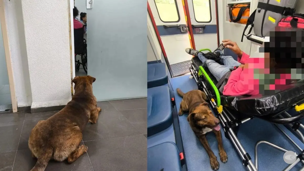 Cachorro acompanha tutor em situação de rua até consulta médica em Ibirama