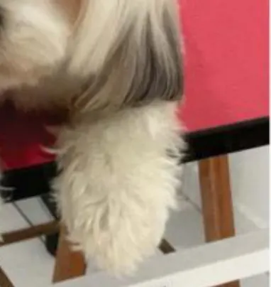 Seu Pet e o verão