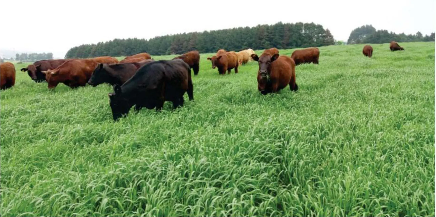 Pesquisa da Epagri com pastagem traz alta produtividade para a pecuária catarinense