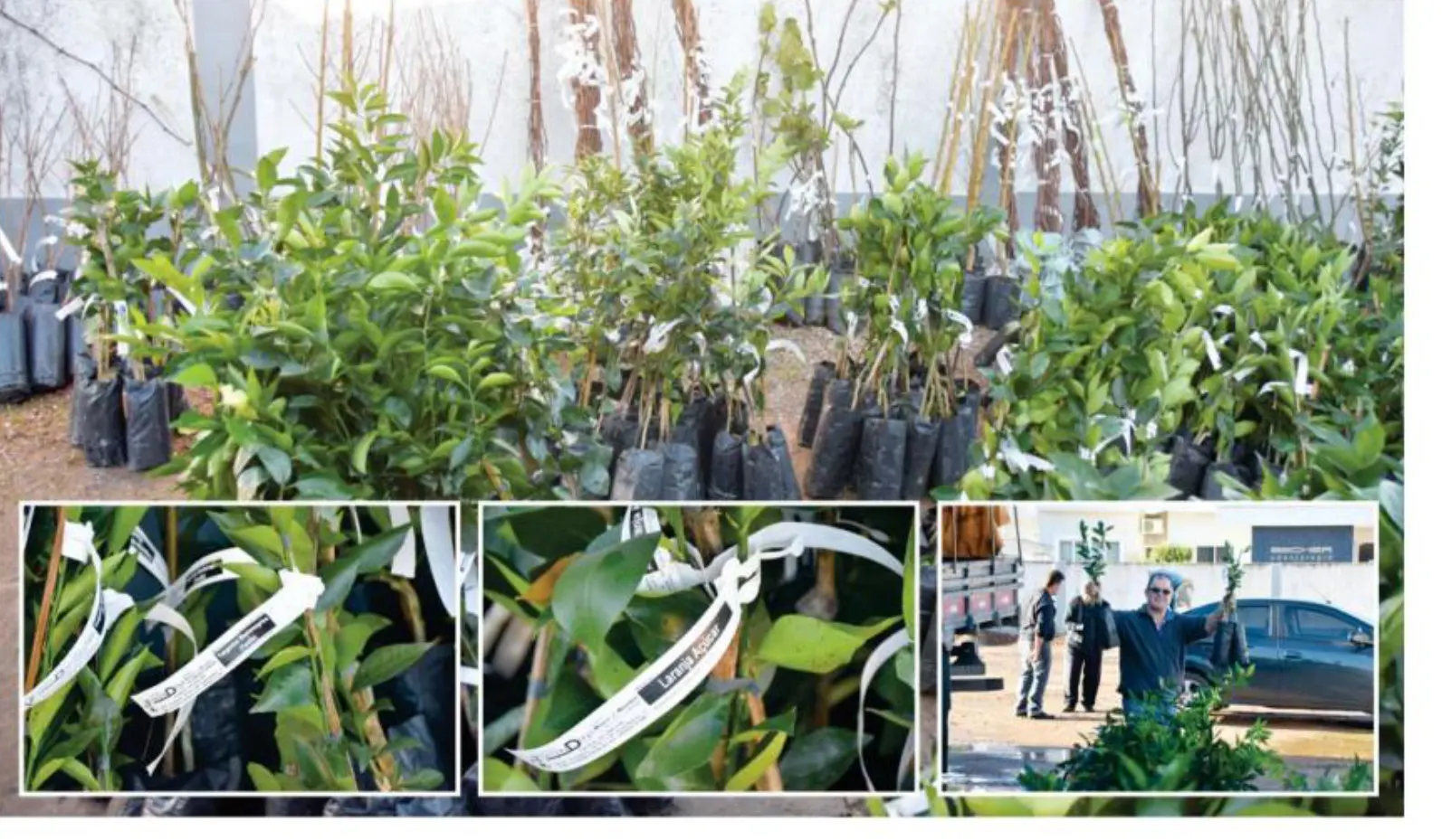 Campanha de Frutíferas