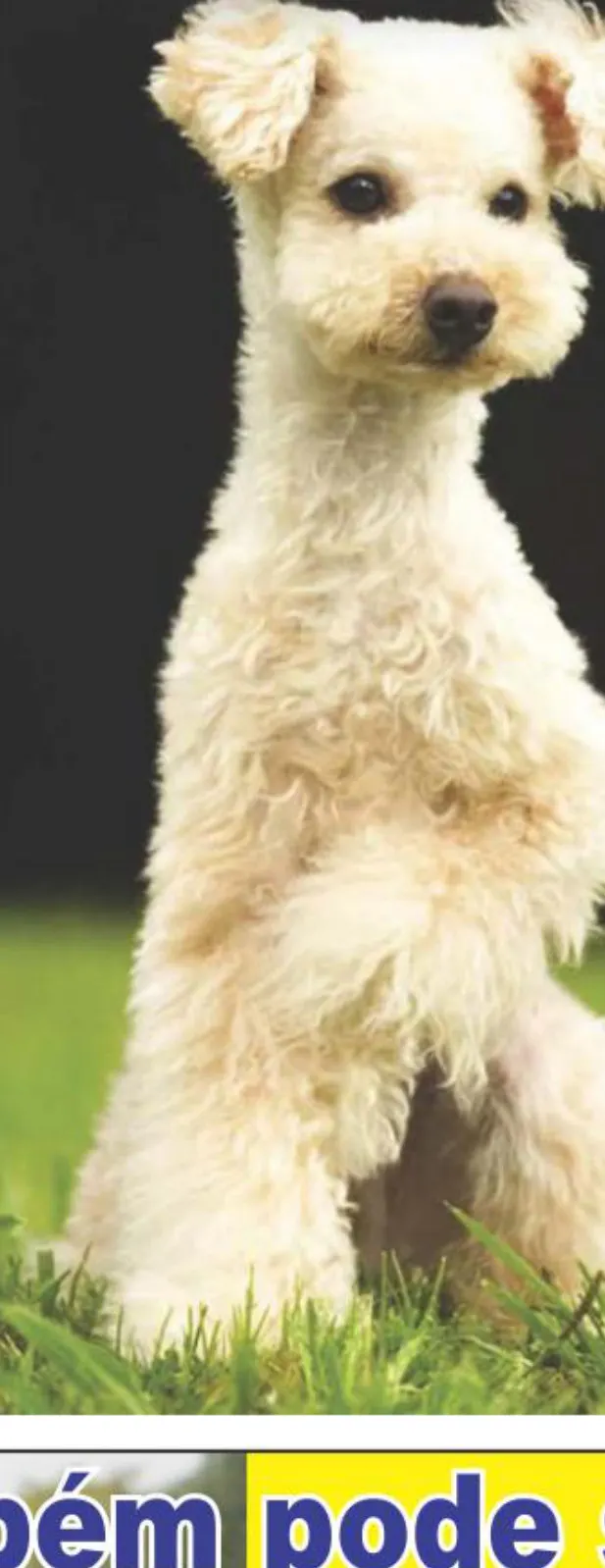 A escova de dentes e o cachorro