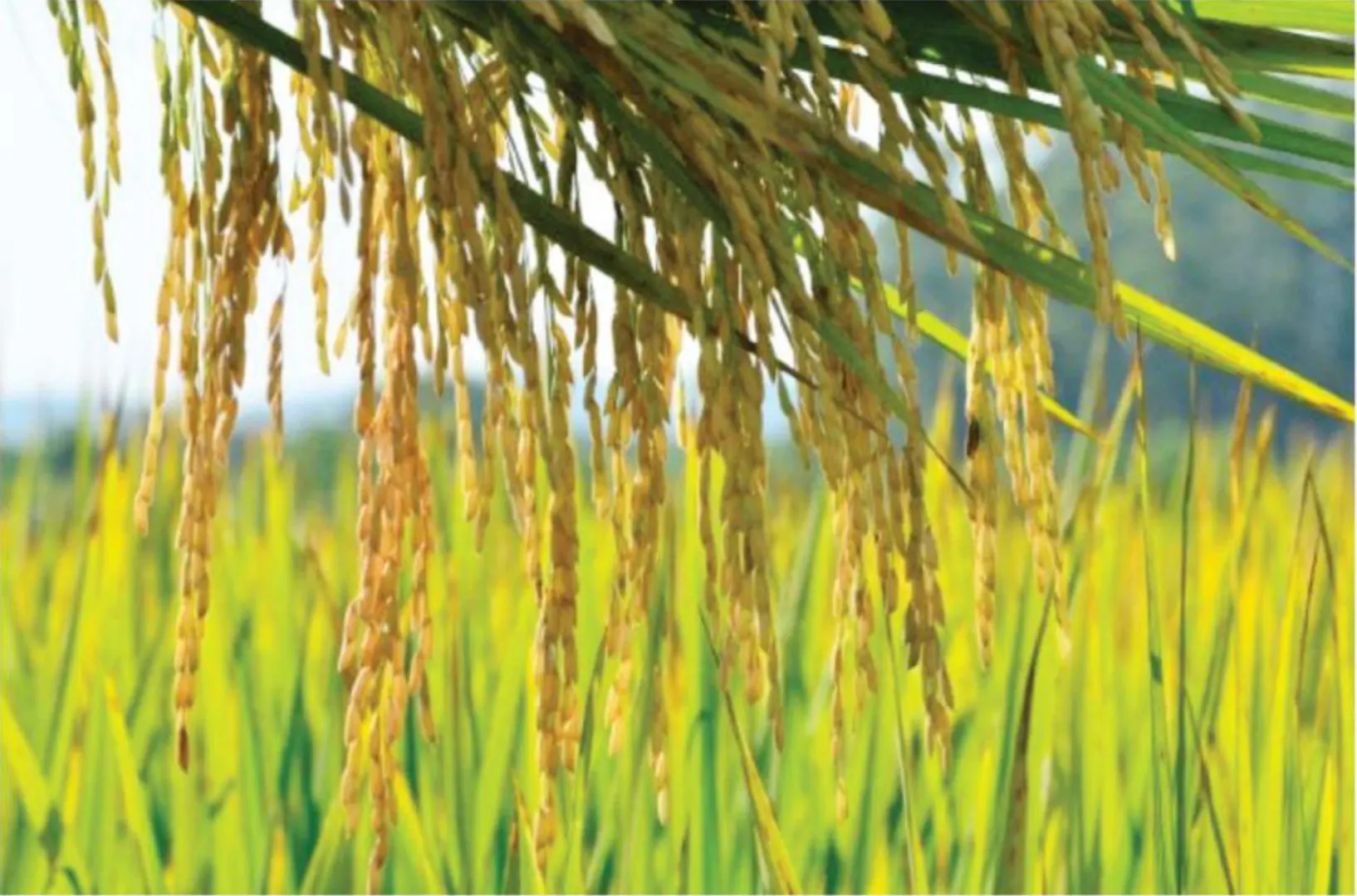 Santa Catarina terá safra de grãos 15% maior este ano