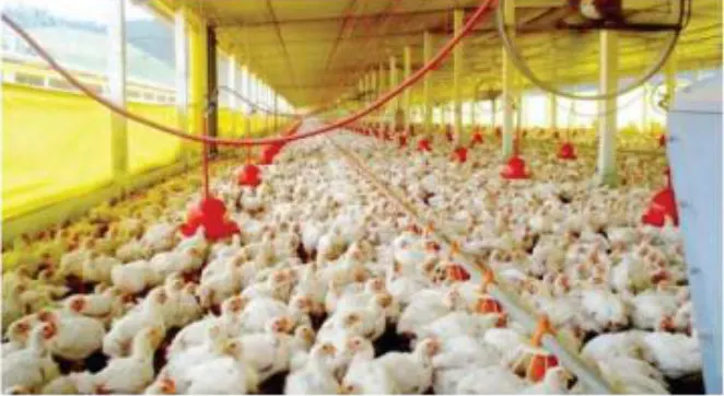 Exportações de carne de aves já superam um bilhão de dólares