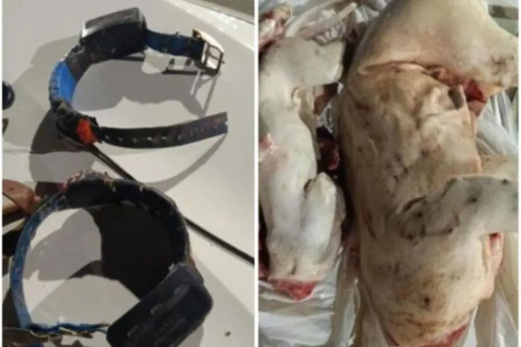 Homem é preso em Apiúna por caça ilegal e maus-tratos a animais