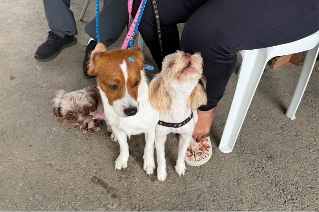 Inscrições para castração gratuita de cães e gatos seguem abertas em Itajaí