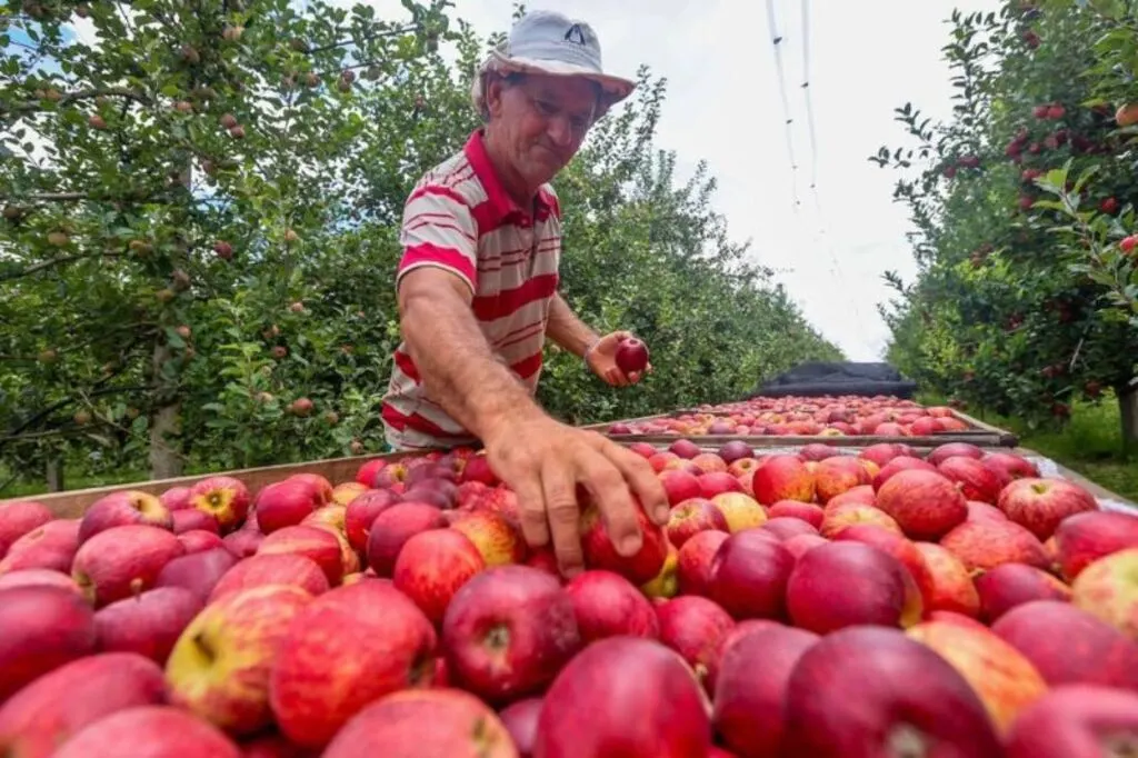 SC agora pode exportar maçãs pelos portos do Estado, reduzindo custos logísticos
