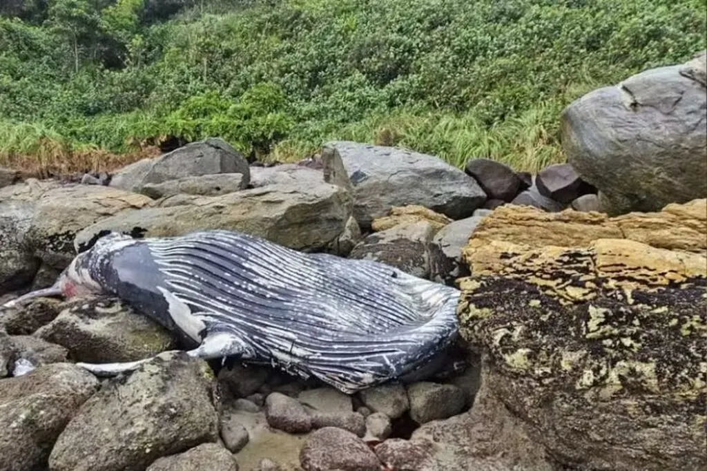 Baleia-jubarte é encontrada morta na Praia do Forte, em SC