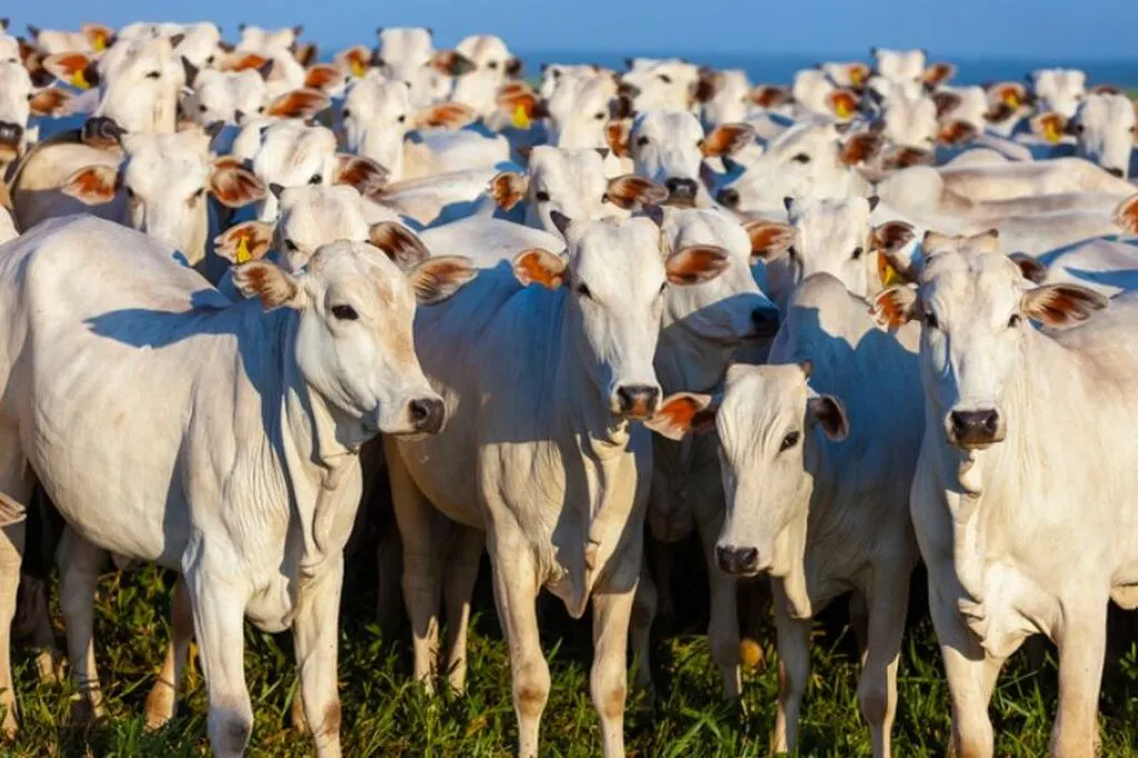 China reconhece Brasil como livre de febre aftosa em todo o território
